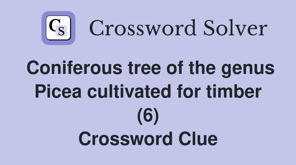 Coniferous tree of the genus Picea cultivated for timber (6